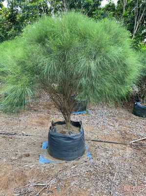 綠色持久栽培新選擇 皓康耐老化高強(qiáng)種植袋助力花卉果蔬種植