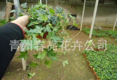 常春藤 180盆中葉懸垂之美