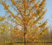 邳州苗木花卉 構(gòu)建綠色產(chǎn)業(yè)的生態(tài)畫卷
