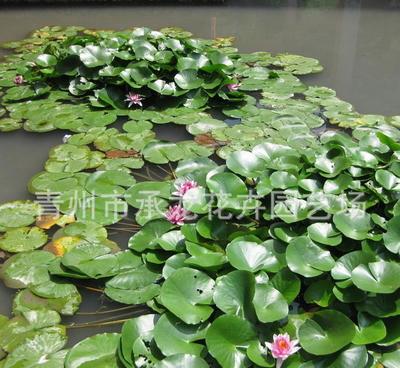 探秘優(yōu)種睡蓮 品種優(yōu)良的絕美花卉