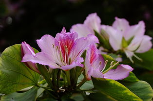 花卉篇 芳菲流年，靜駐時(shí)光