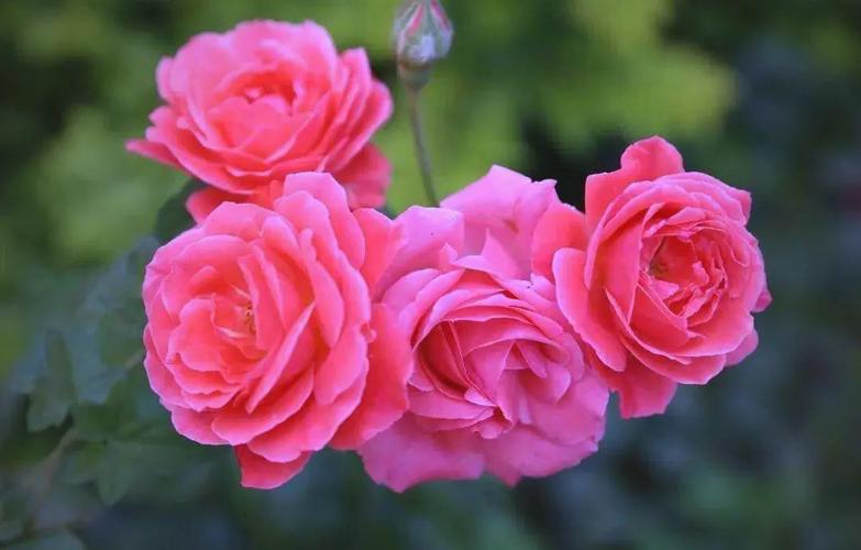 春日庭院煥新指南 精選高顏值花卉打造夢(mèng)想花園