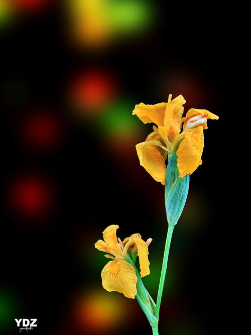 鏡頭下的生命詩篇 花卉生態(tài)攝影的藝術(shù)與科學(xué)