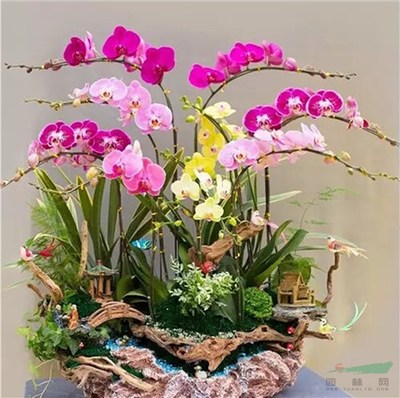 寒冬中的花市 廣州多地取消迎春花市，年宵花產(chǎn)業(yè)如何突圍？