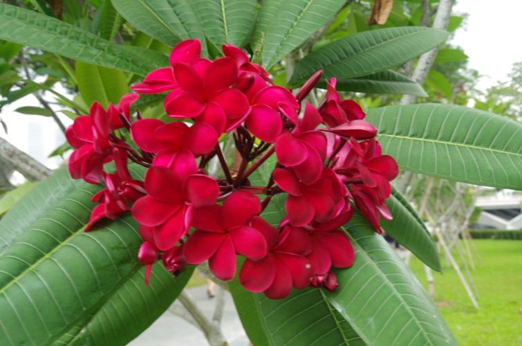 春色入鏡，花香傳情