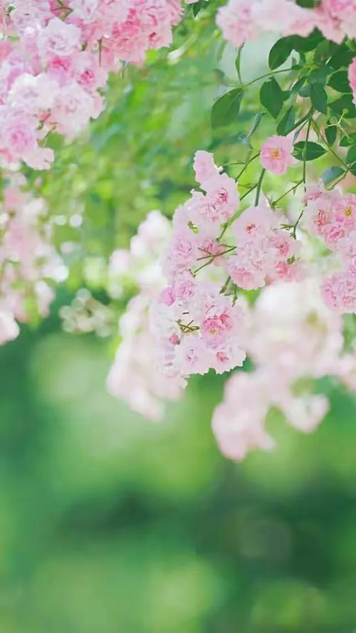 花開四季，壁紙中的詩意風(fēng)景