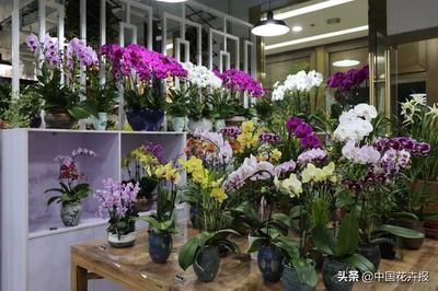 京城花事新地標(biāo) 北京亮馬花藝館盛大開業(yè)，邀您共赴繁花之約
