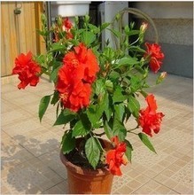 【花卉扶桑花】最新最全花卉扶桑花 產(chǎn)品參考信息