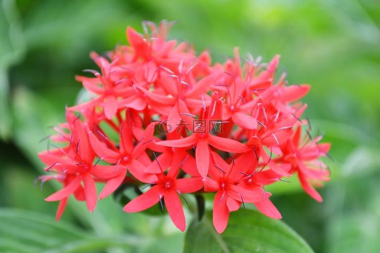 野徑紅芳 紅色野生花卉的生命禮贊