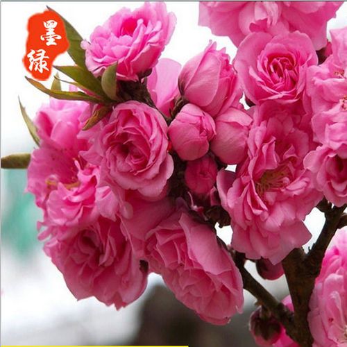 春之使者 精選花卉綠化苗木——櫻花樹苗的栽培與鑒賞指南